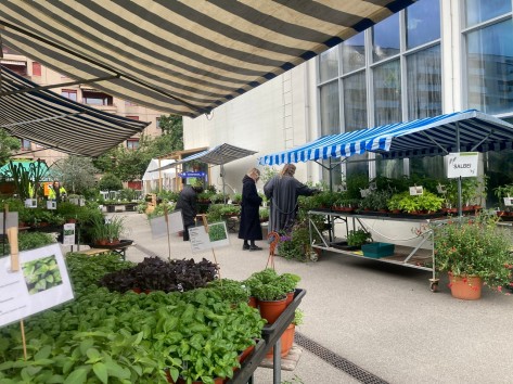 Marktstände voller Pflanzensetzlinge auf dem Areal der STadtgärtnerei Zürich.