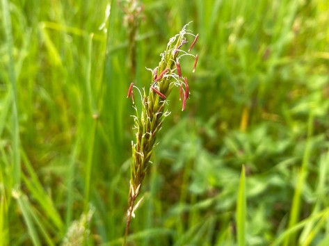 Nahaufnahme eines Süssgrashalmes und seiner Samen.