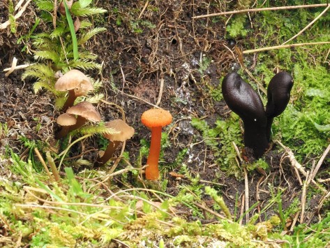 Drei verschiedene Pilzarten wachsen dicht nebeneinander auf Waldboden.