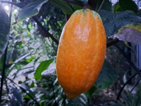 Eine hängende Kakaofrucht im Tropenhaus der Stadtgärtnerei.