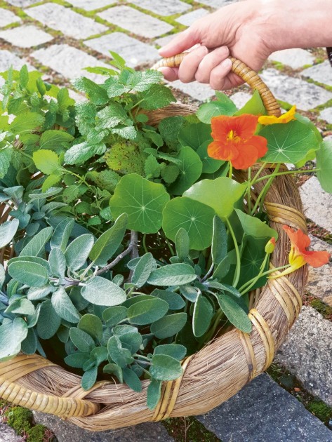 Eine Person hält einen Henkelkorb voller Wildkräuter in der Hand.