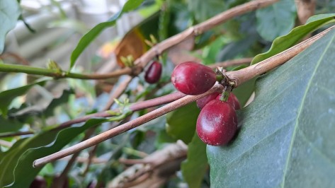 Nahaufnahme der Früchte einer Kaffepflanze im Tropenhaus der Stadtgärtnerei Zürich.