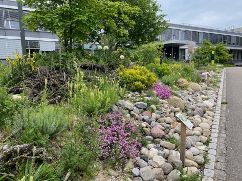Naturnah gestaltete Grünflächen auf dem Campusareal der ETH Zürich.