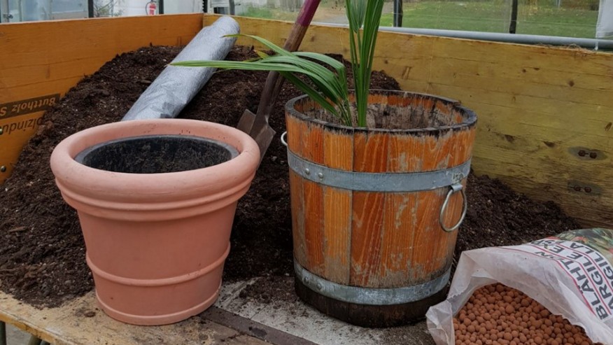 Eine Kübelplanze auf einem Werktisch in der Stadtgärtnerei. Ein neuer Pflanztopf und frische Erde stehen bereit.