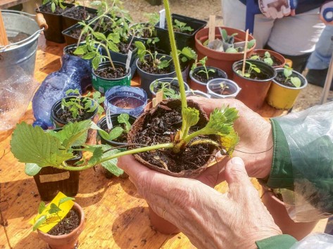 Eine Person steht an einem Bioterra-Marktstand und hält einen jungen Setzling in einem kleinen Töpfchen in den Händen.