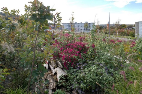 Blühende Stauden, heimische Gehölze, hohe Gräser und Totholz entlang des Ueberlandparks.