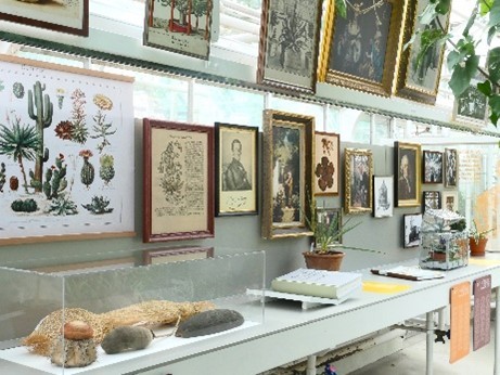 Bilder an Wand der Ausstellungsvitrine mit Darstellung von Pflanzen und Menschen aus der Kolonialzeit.