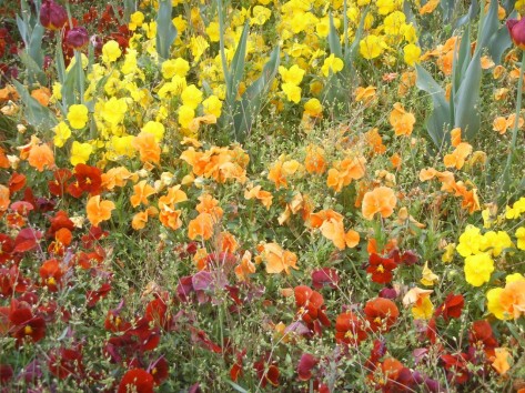 Nahaufnahme Blütenmeer in der Stadtgärtnerei.
