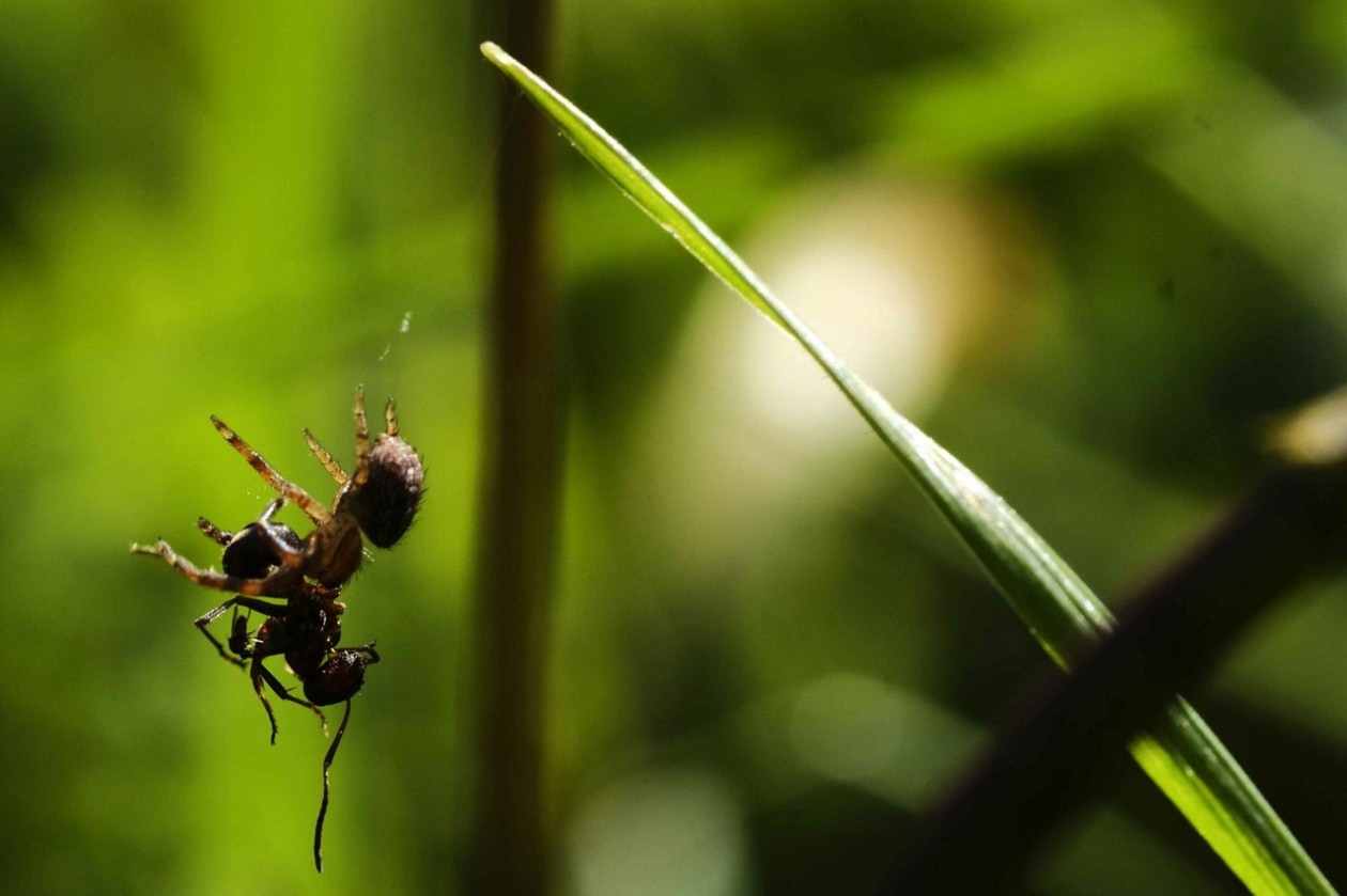 Eine Spinne hängt mit ihrer Beute, einer Ameise, in ihrem Netz.