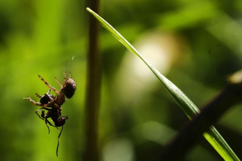 Eine Spinne hängt mit ihrer Beute, einer Ameise, in ihrem Netz.