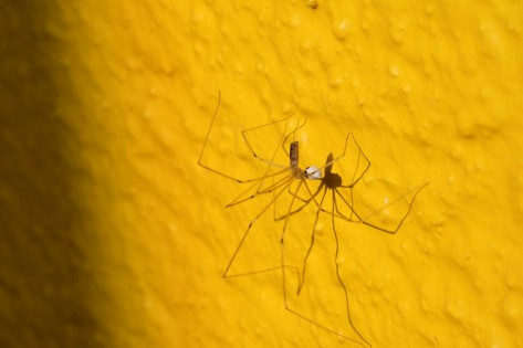 Ein Exemplar der Grossen Zitterspinne hängt an einer Zimmerwand.