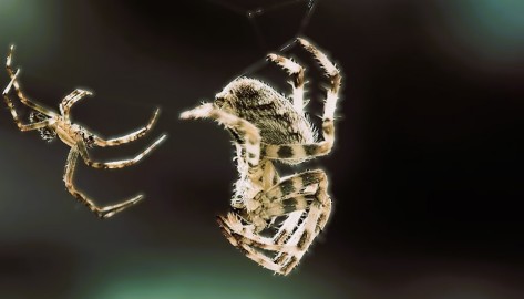 Eine männliche und eine weibliche Spinne hängen sich gegenüber in einem Spinnennetz.