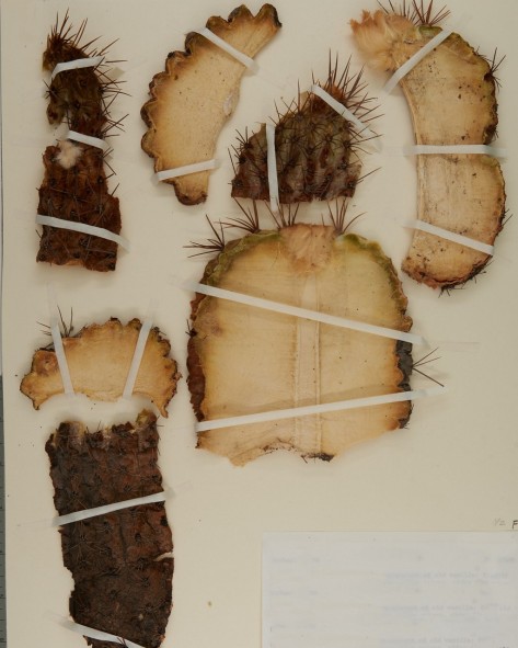 Getrocknetes Pflanzenmaterial mit weissen Klebestreifen auf Papier festgehalten