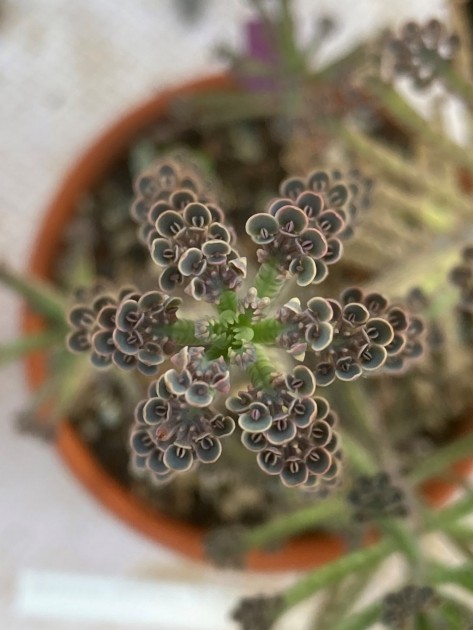Sternförmige grüne Pflanze im Topf mit vielen kleinen jungen Blättern.