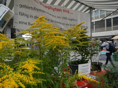 Auf einem Marktstand sind blühende Goldruten ausgestellt.