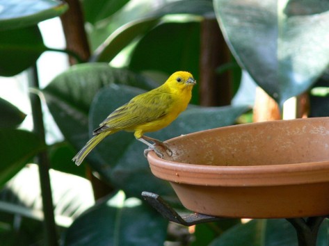 Ein Serafinfink sitzt auf dem Rand einer Terrakotta-Futterschale.