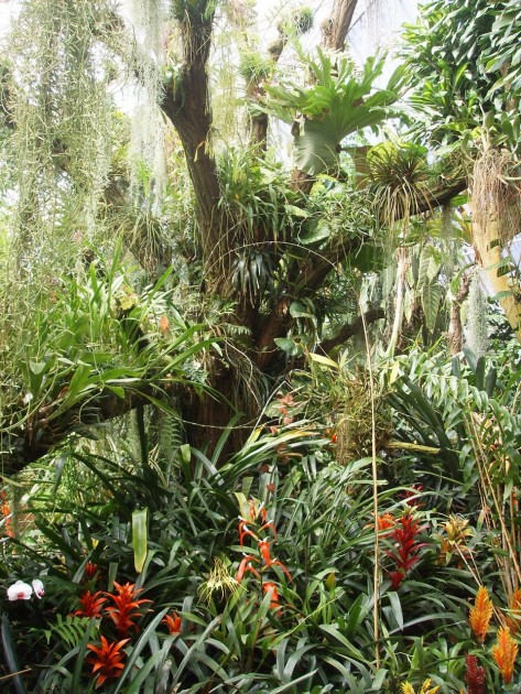 Epiphyten wachsen auf einem Baum im Tropenhaus der Stadtgärtnerei.