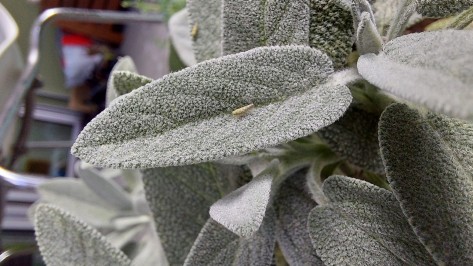 Zykaden sitzen auf einer Salbeipflanze.