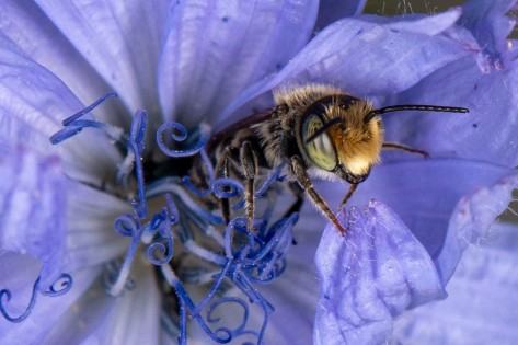 NAhaufnahme einer WIldbiene in der Mitte einer Blüte.