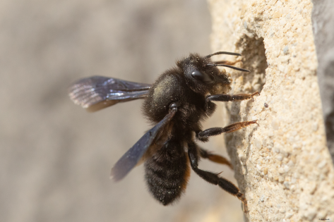 Nahaufnahme einer Mörtelbiene, die am EIngang ihres Nestes sitzt.
