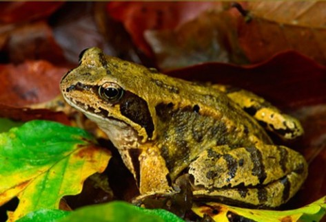 Ein Grasfrosch sitzt im Waldlaub.