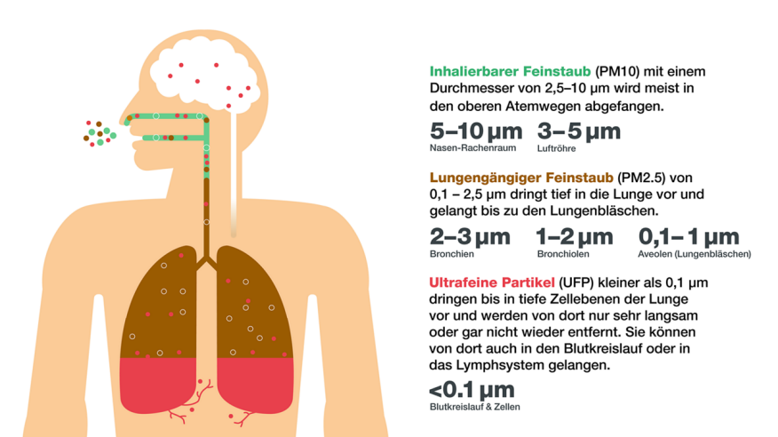 Grafik Feinstaub im menschlichen Körper Inhalierbarer Feinstaub mit Durchmesser von 2.5-10 µg wird etwa bis zum Kehlkopf bzw. zur Luftröhre eingeatmet. Lungengängiger Feinstaub 1-2.5 µg gelangt über Luftröhre und Bronchien tief in die Lunge hinein. Ultrafeine Partikel kleiner als 1 µg dringen bis in die Alveolen vor, werden von dort nur sehr langsam oder gar nicht wieder entfernt und gelangen z.T. sogar in die Blutbahn.