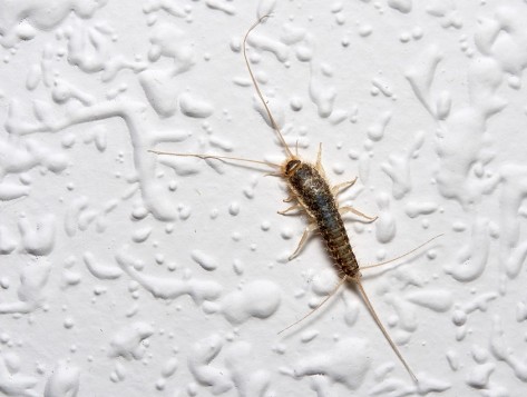 Silberfischchen Nahaufnahme eines Silberfischchens