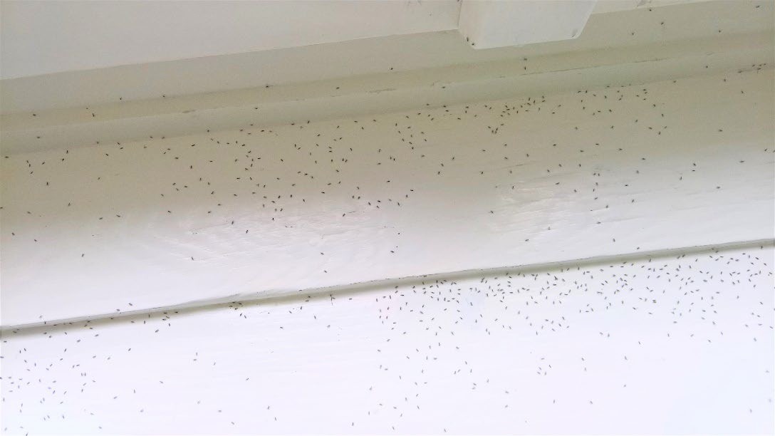 Tote Trauermücken liegen in grosser Menge auf einem Fensterbrett.