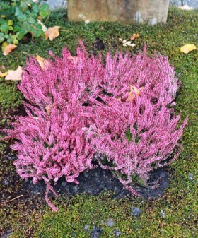 Herbst- und Wintergesteck