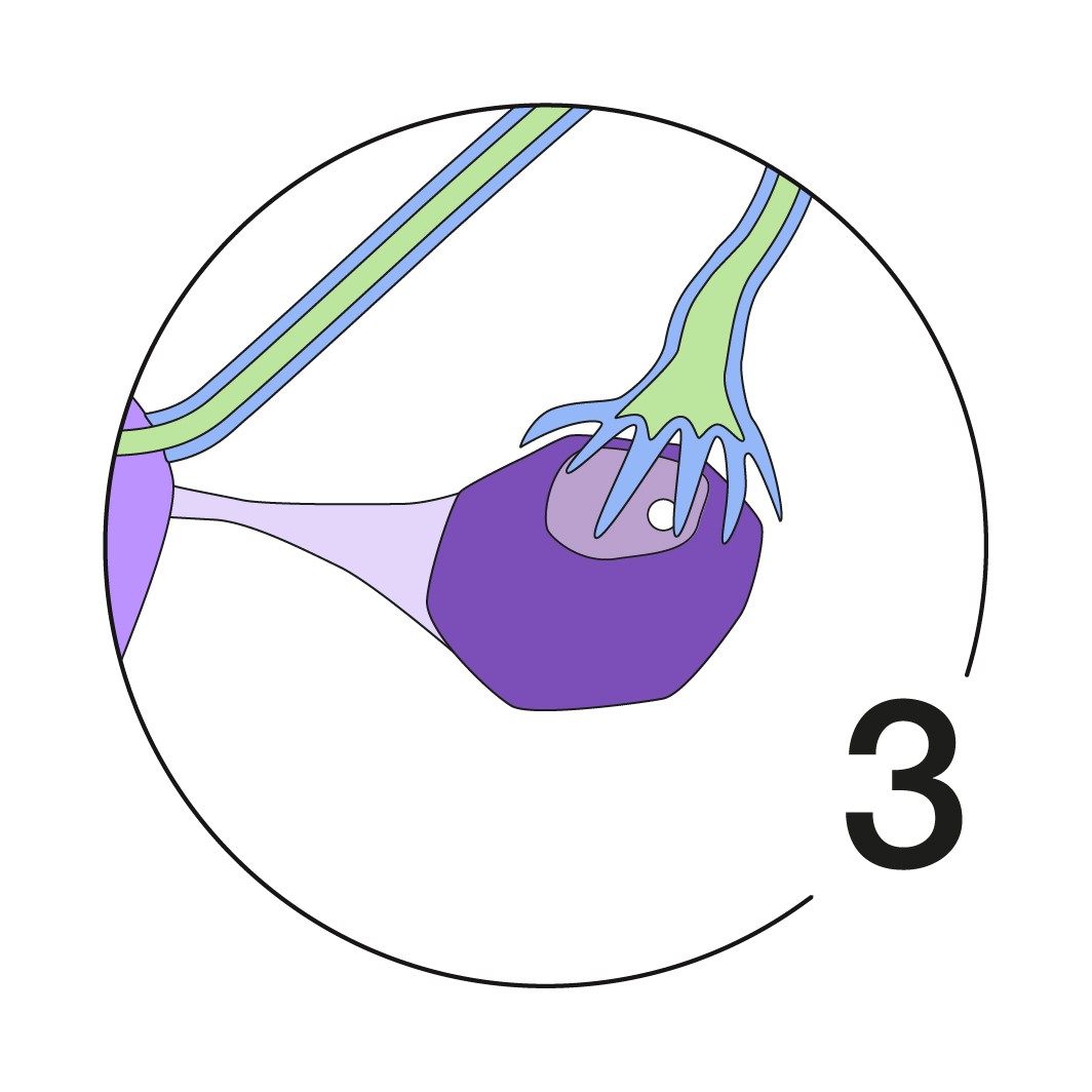 Illustration Menstruationszyklus