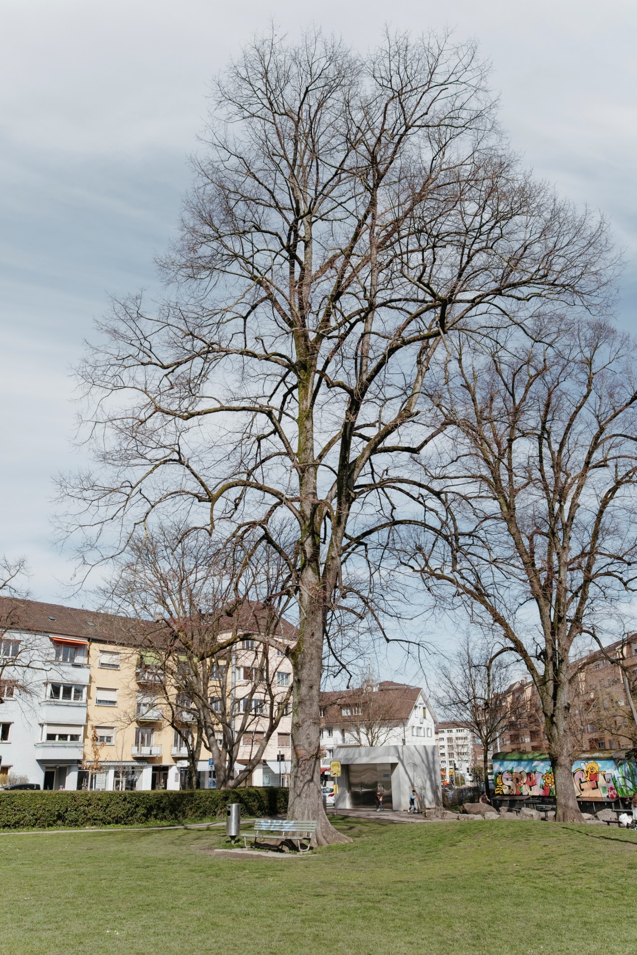 baum