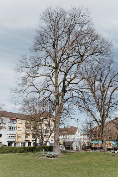 baum
