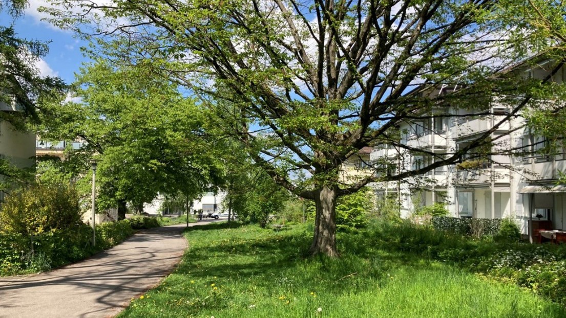 Grünzug Langgrütweg