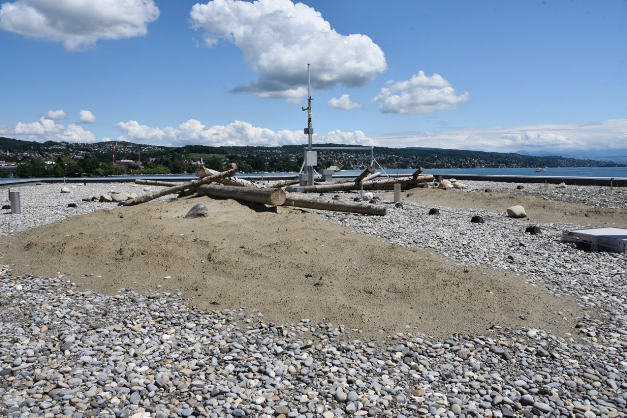 Dachlandschaft für Flussseeschwalben (Bild: Felix Rusterholz, Zürich)