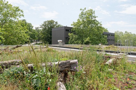 Ein Paradies für Insekten: die vielfältig begrünte Dachlandschaft. (Bild: Beat Bühler, Zürich) Das Dach der Schulanlage Looren ist begrünt