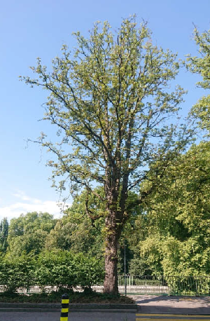 Baum in schlechtem Zustand