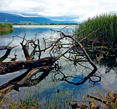 naturnahes-seeufer-bielersee naturnahes-seeufer-bielersee