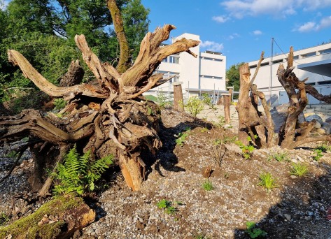 Wildbienenparadies in der Stadtgärtnerei Zürich