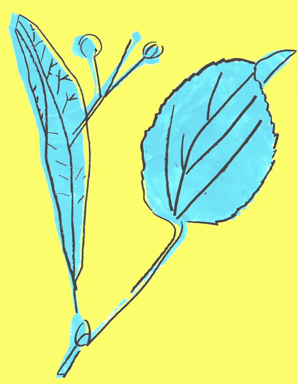 Lindenblüte