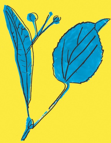 Lindenblüte