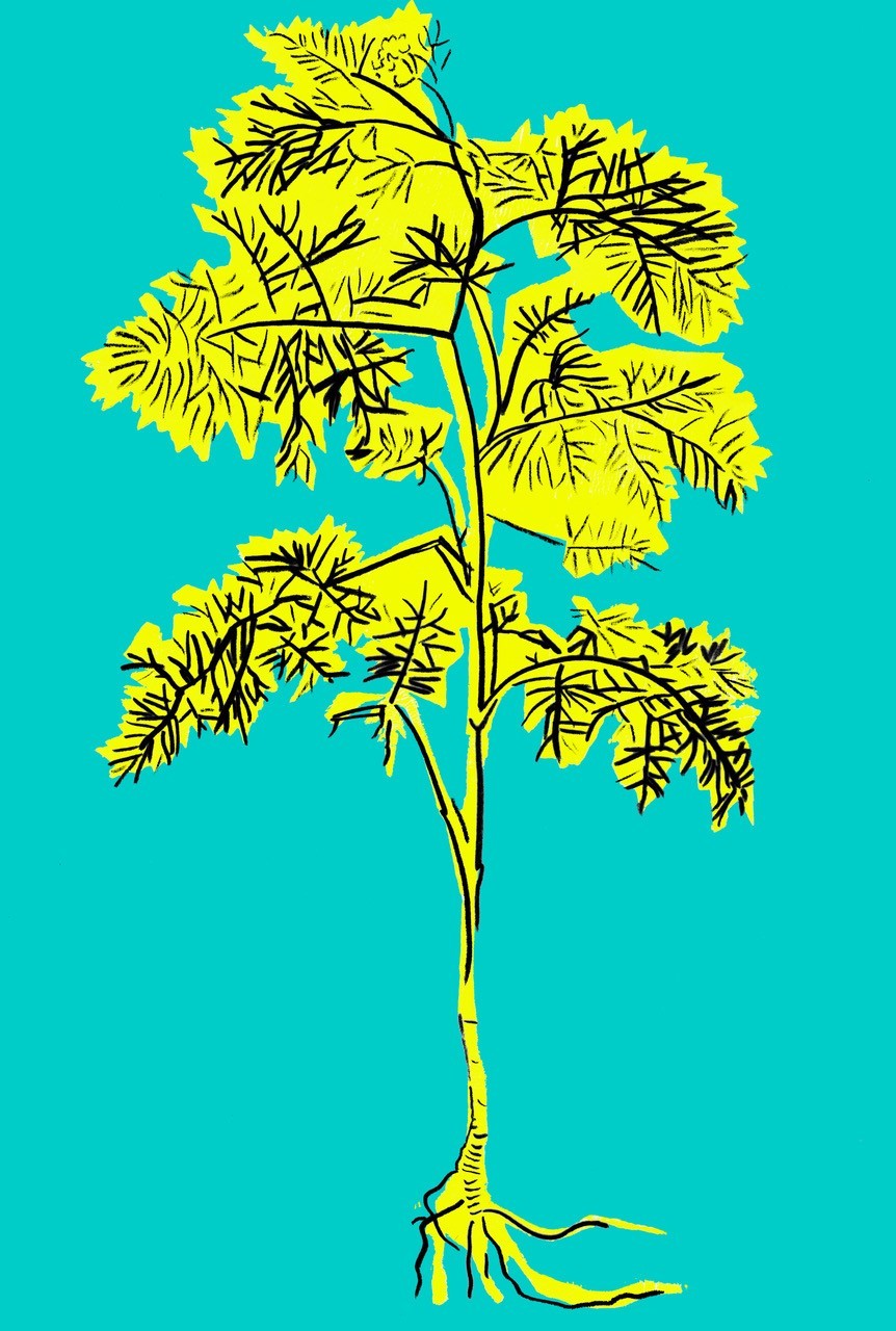 Dill
