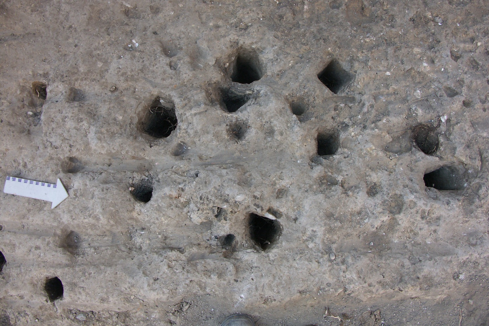 Keltische Siedlungsspuren bei der Grabung Rennweg 35: Negative von Holzstaketen. (Foto AfS/Archäologie)