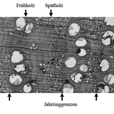 Jahrring