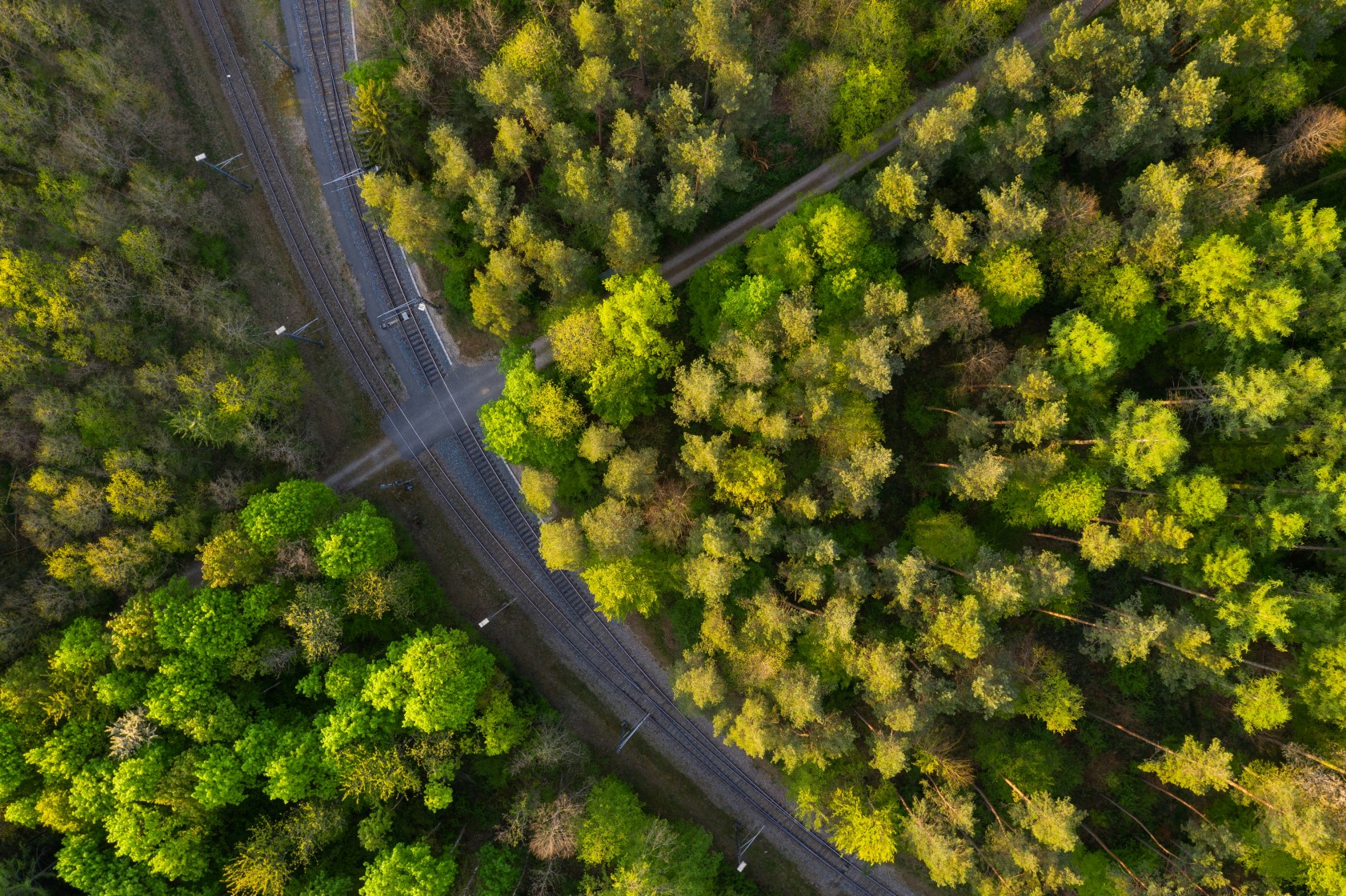 Wald Uetliberg