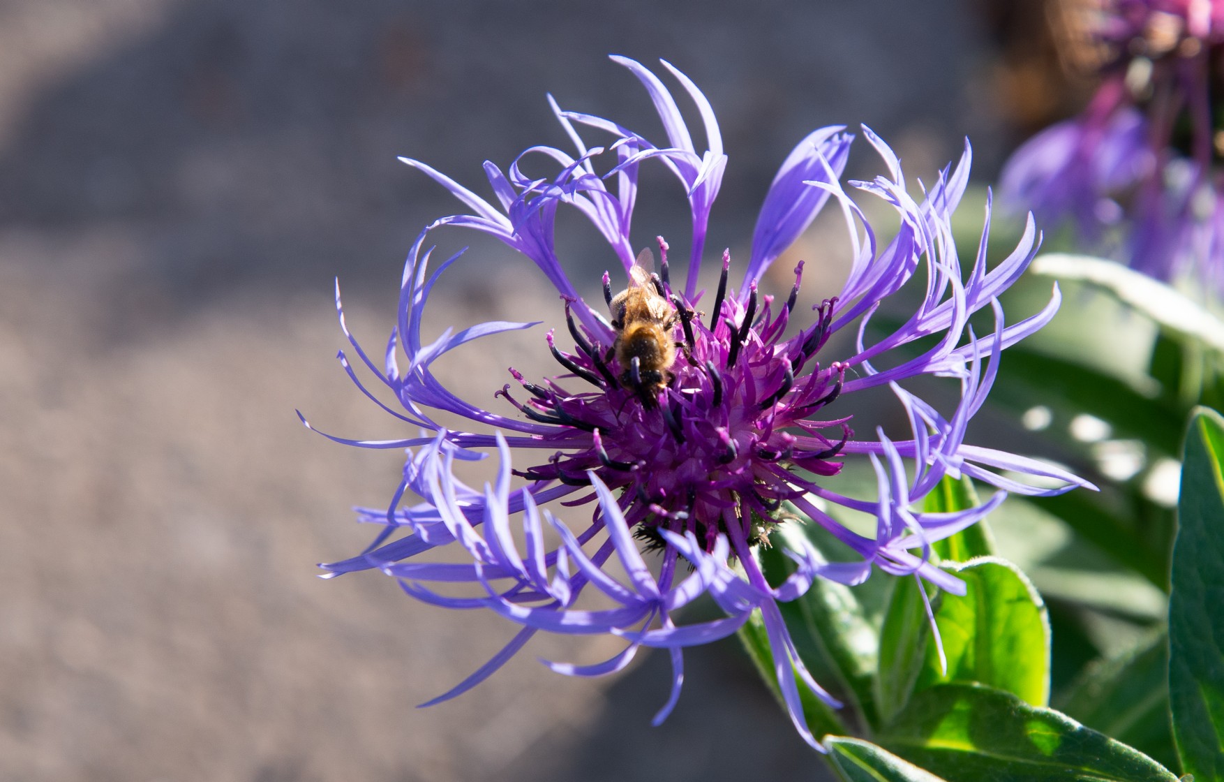 Blume mit Biene.
