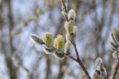 Binde- und Imkerweiden