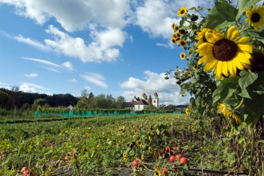 Blick auf ein Gemüsefeld mit Sonnenblumen