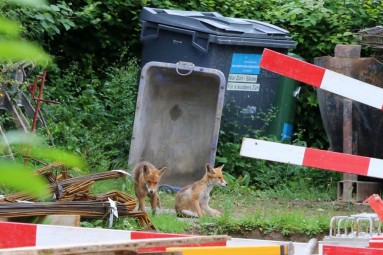 Zwei Rotfüchse bei einer Baustelle