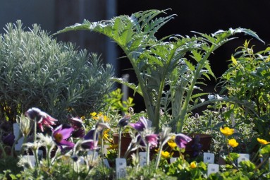 Bunte Pflanzensetzlinge