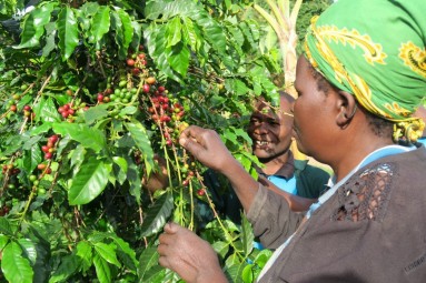 Zwei Kaffeebäuerinnen beim Ernten
